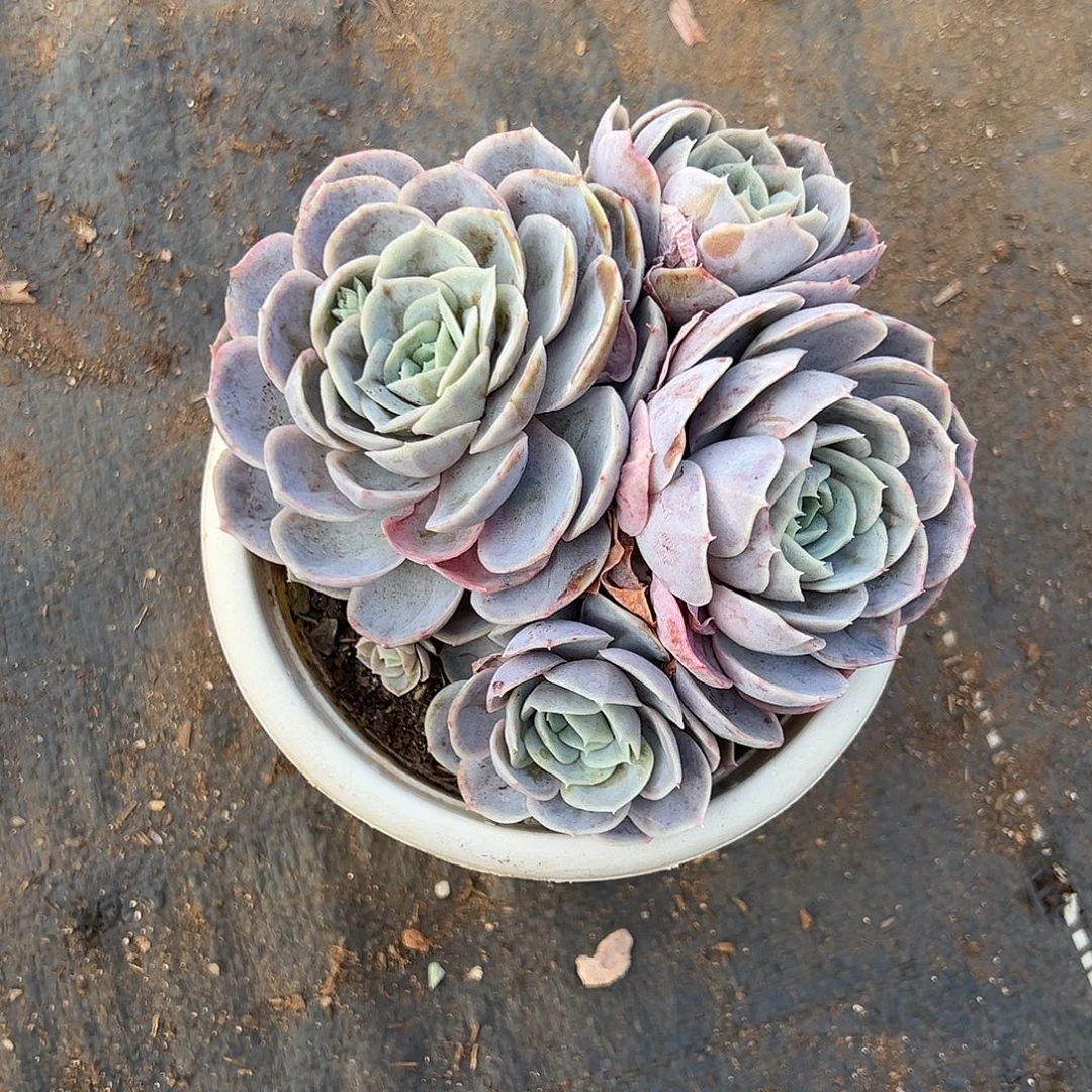 静***语蓝色惊喜一物一拍