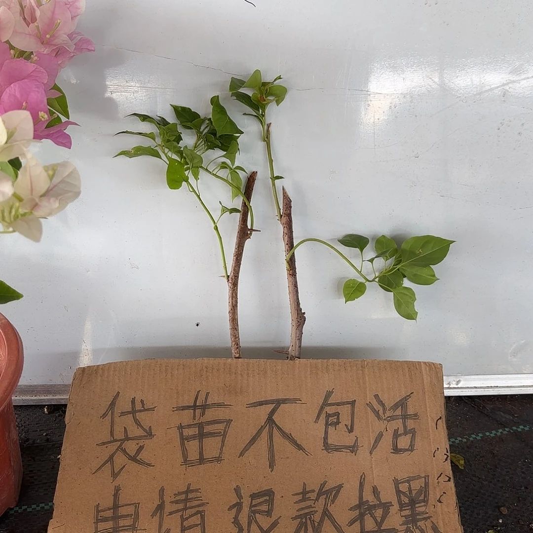 ****式无花朵两颗袋苗盲盒