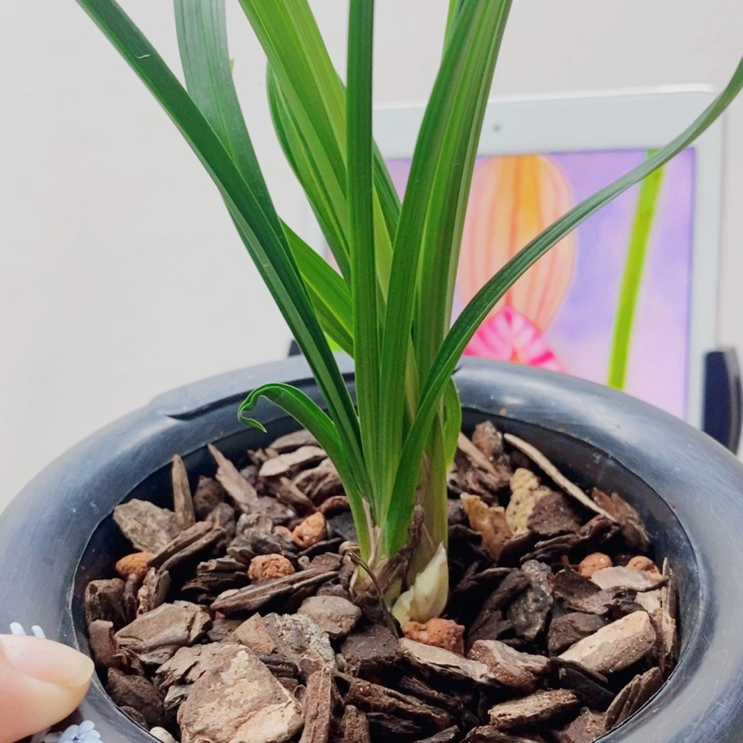 当前无花栽培后可以开花