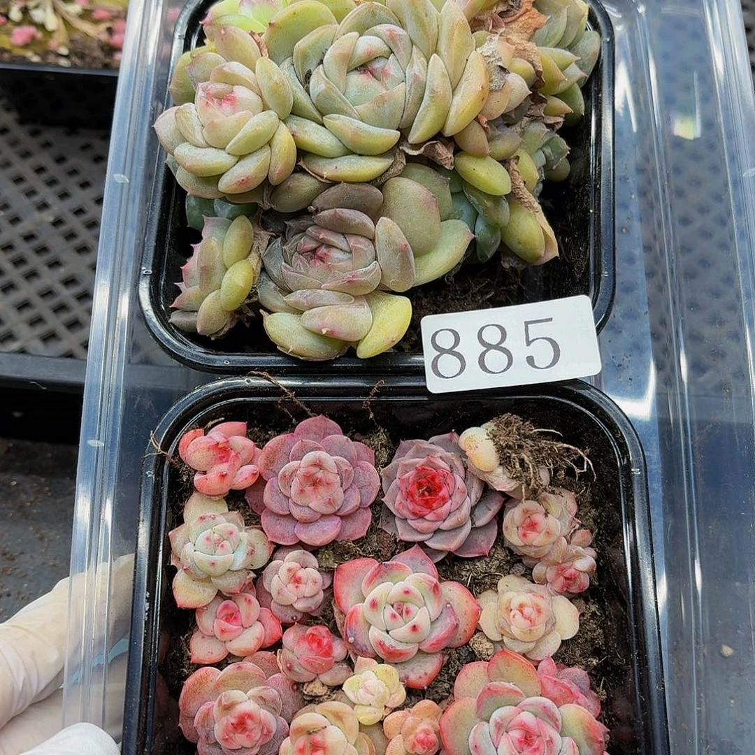 多肉植物多肉植物885