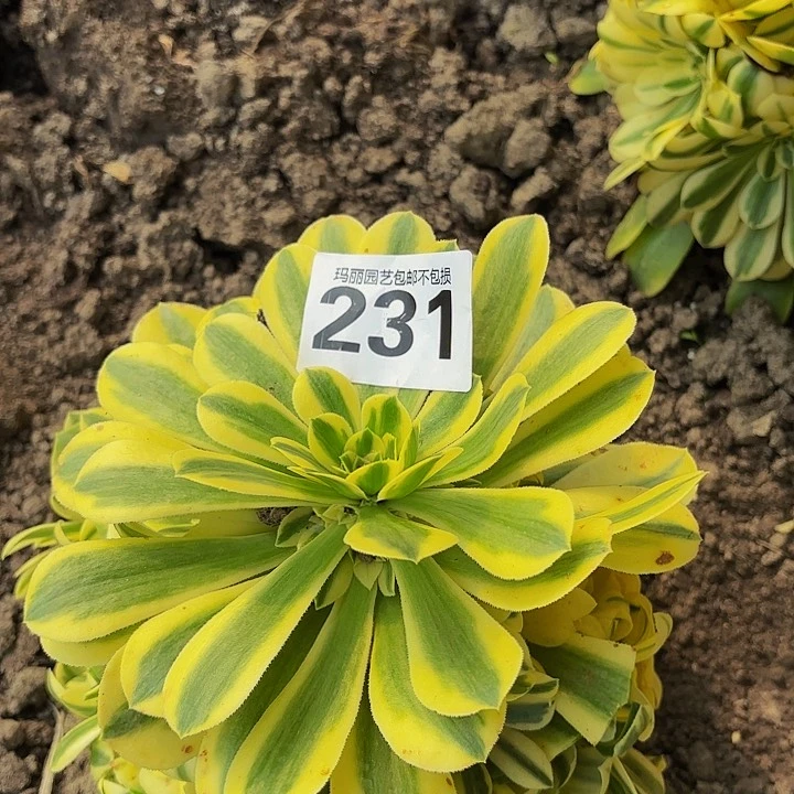 231西尼亚花花花4……6