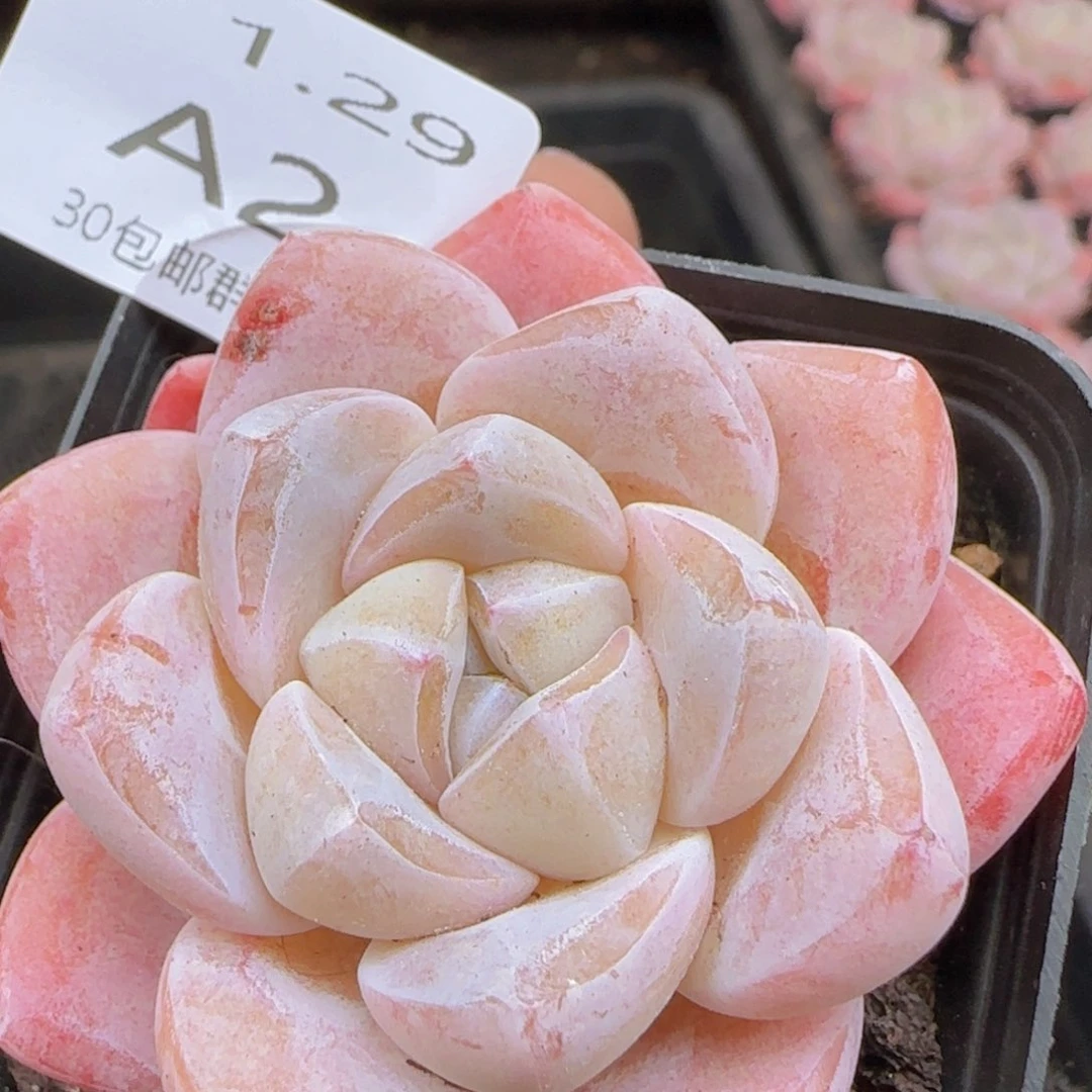 冰玉单头一颗脱土发货