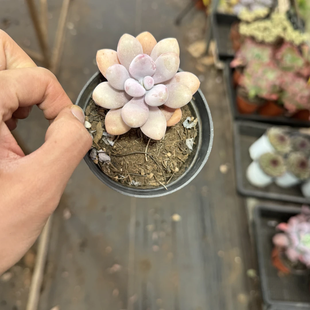 【任意两单包邮】桃蛋阳台办公室庭院老桩盆栽多肉植物多肉盆栽