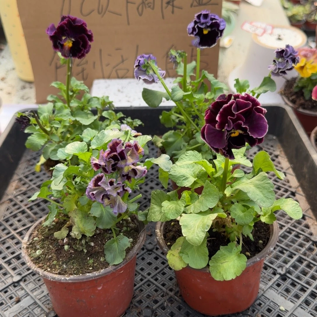 大部分花苞少量开放200