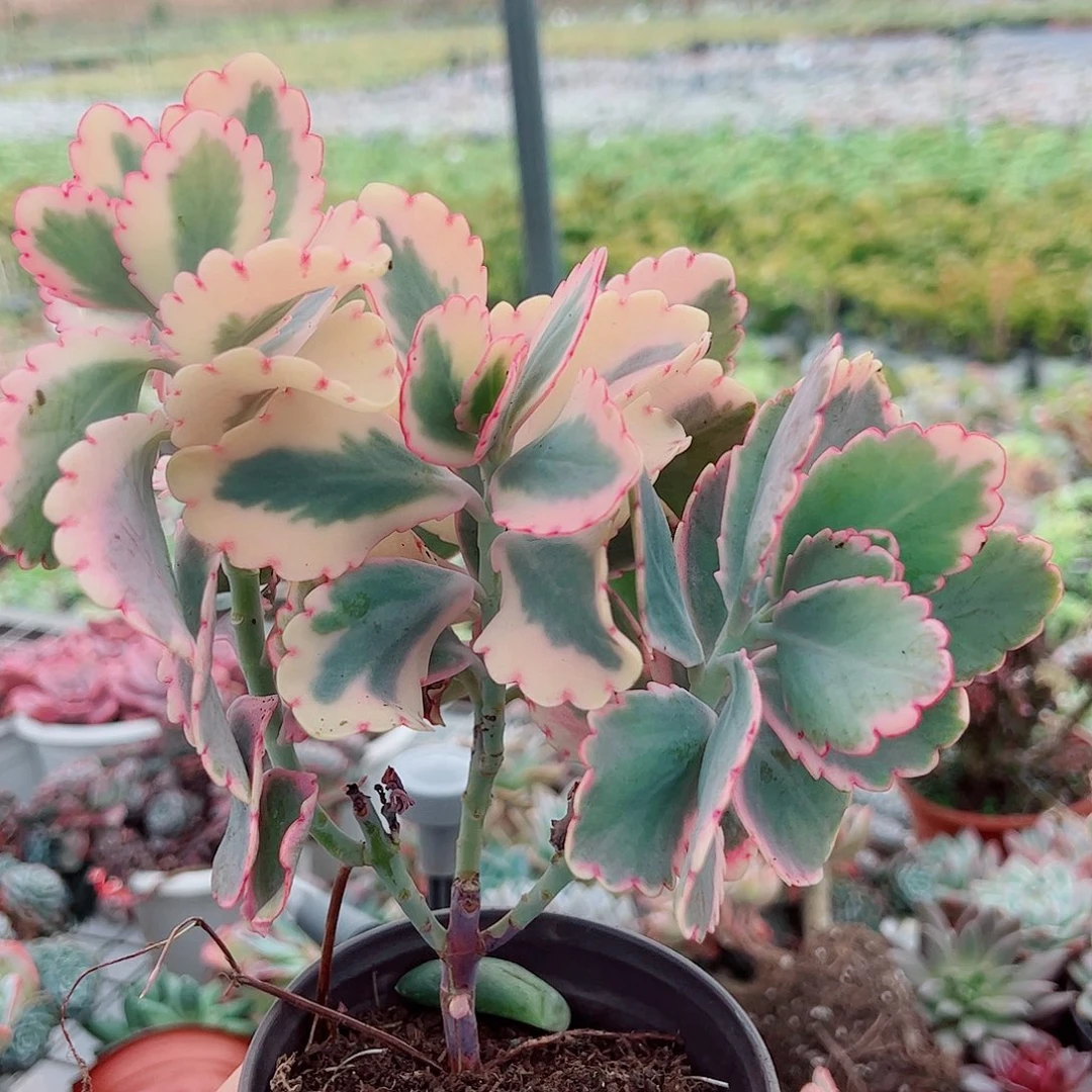蝴蝶之舞锦多头造型