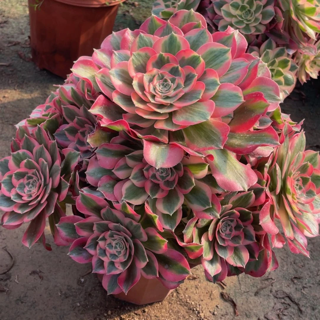 木*姐035粉女巫精品法师多肉