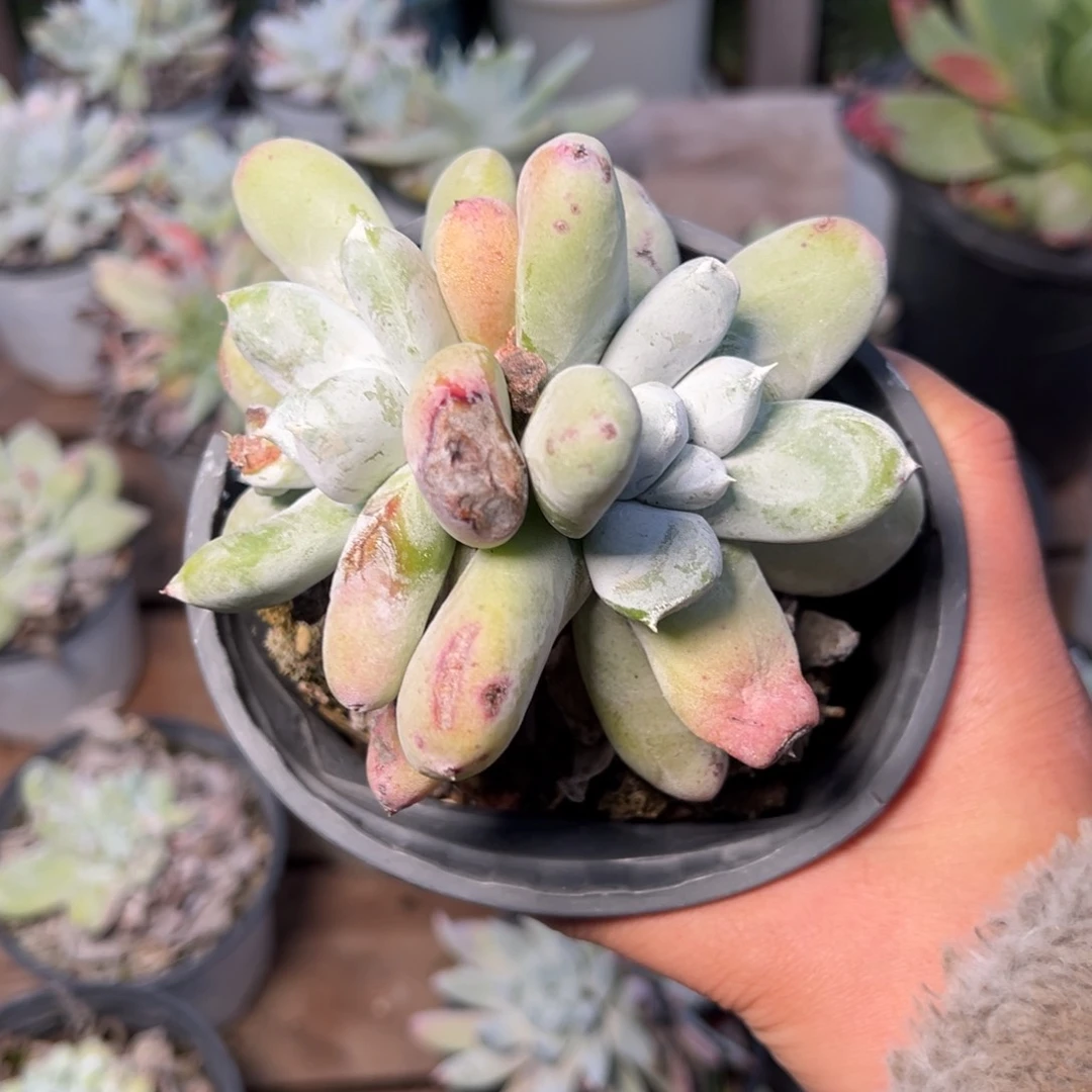 2970拇指姑姑姑姑姑姑