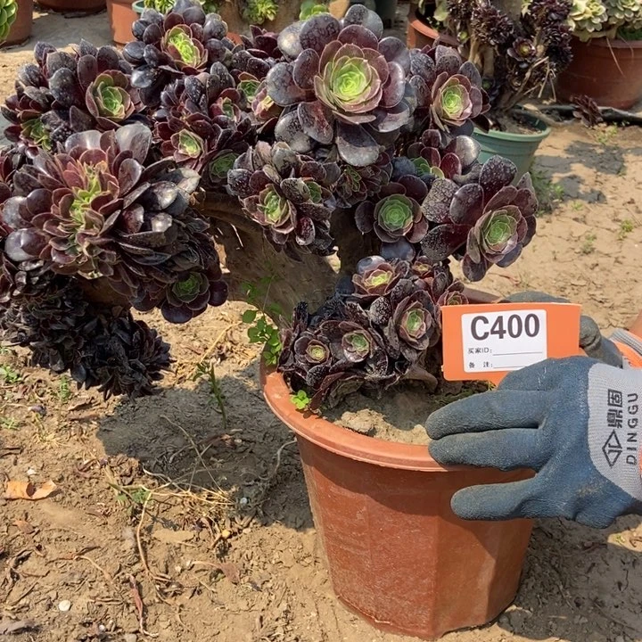 静***?400欧紫缀化老桩