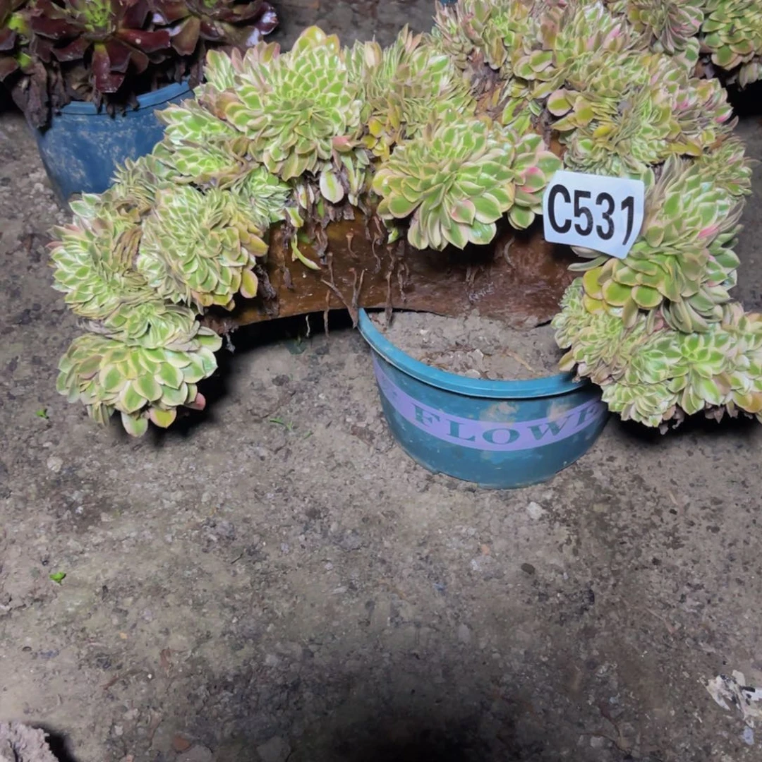 倾城法师16///6包邮