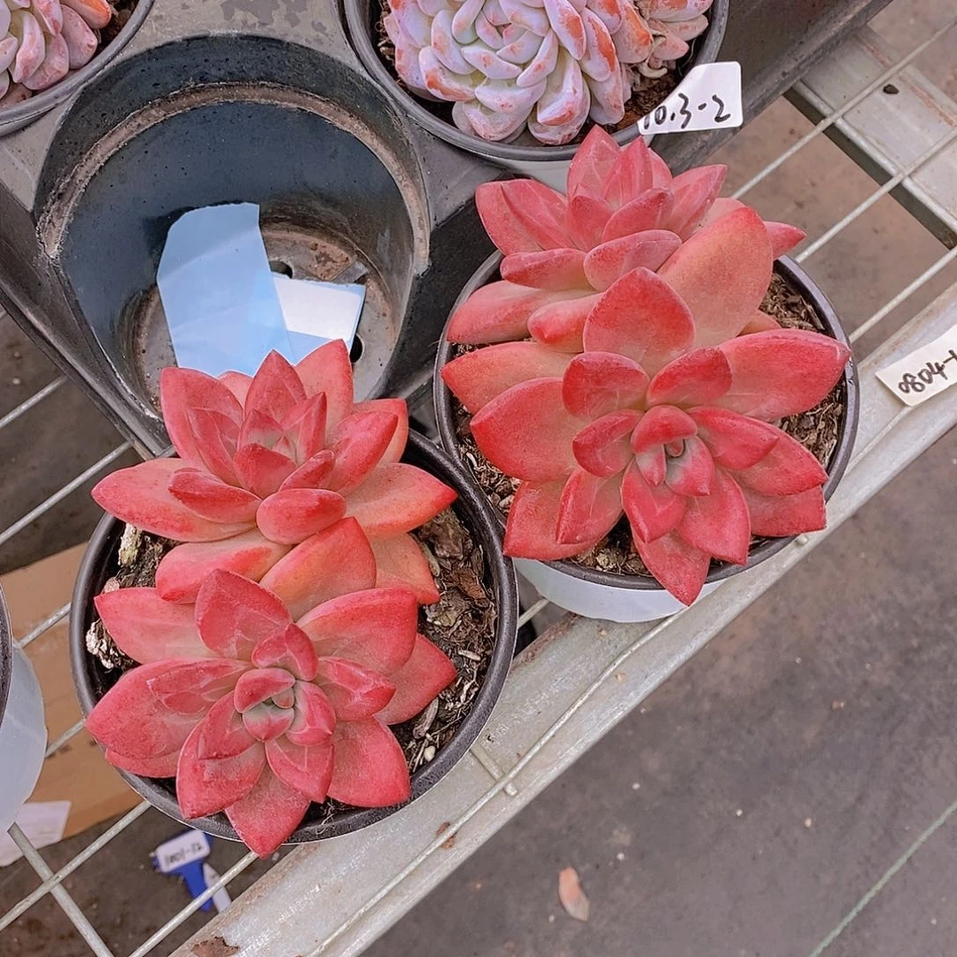 大双头赫菲福利一颗量拍
