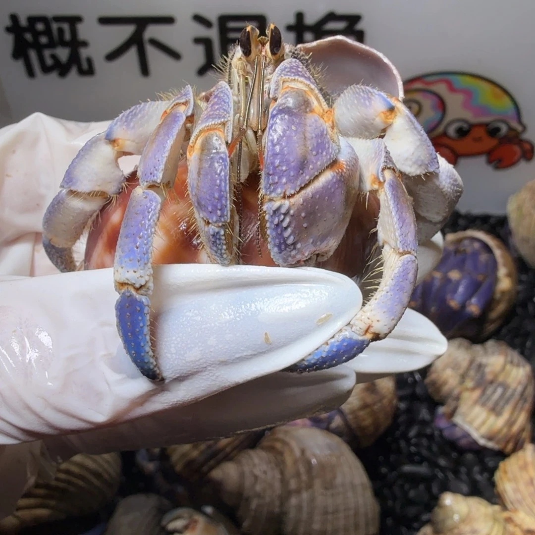 福利 2.8口淡紫灰色