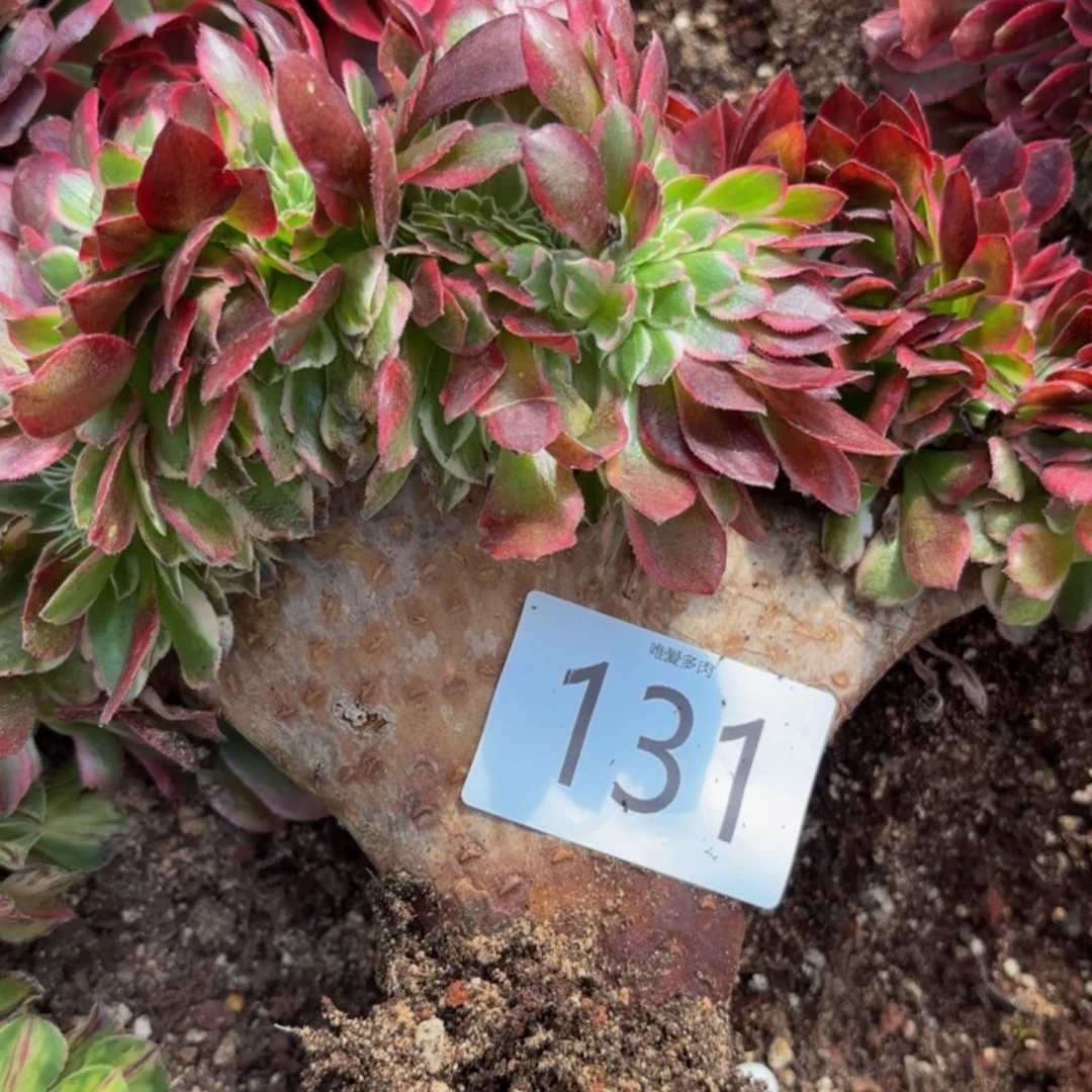 哈哈多肉葡萄福啊131