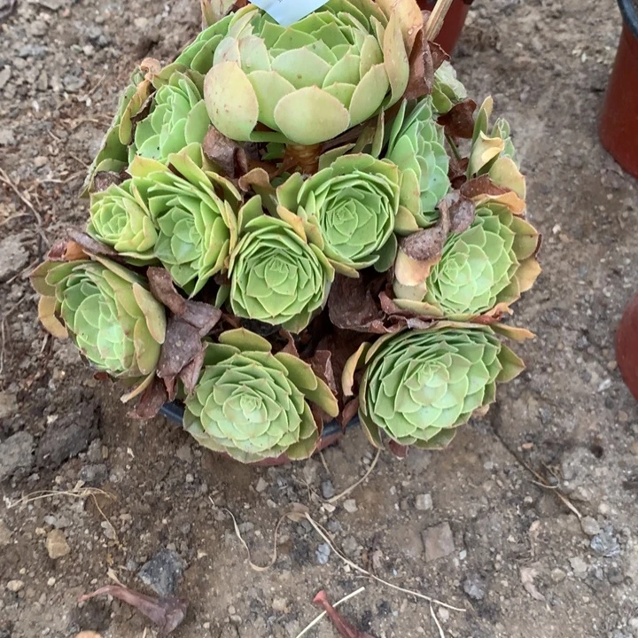 闪***子3042万圣节多肉特价