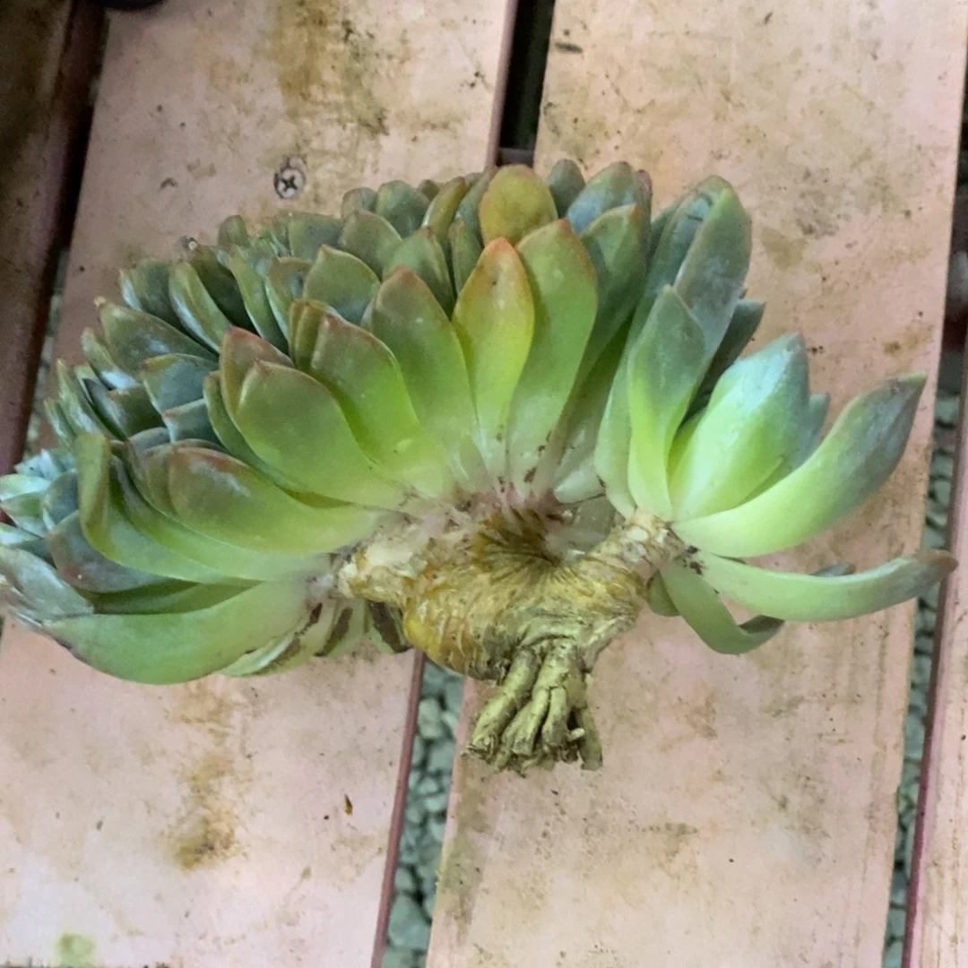 叽***人小虎多肉一物一拍星影