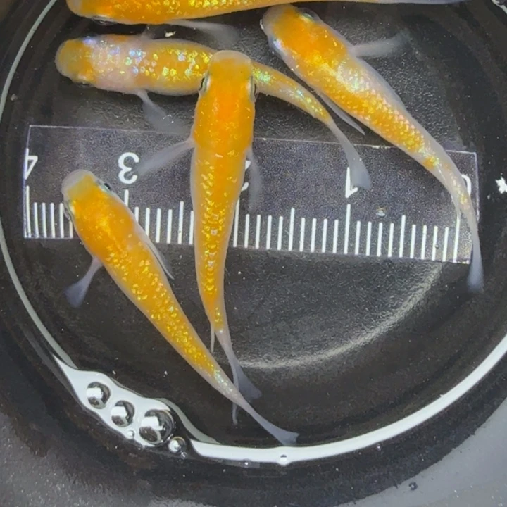 青鳉鱼王华1号青鳉