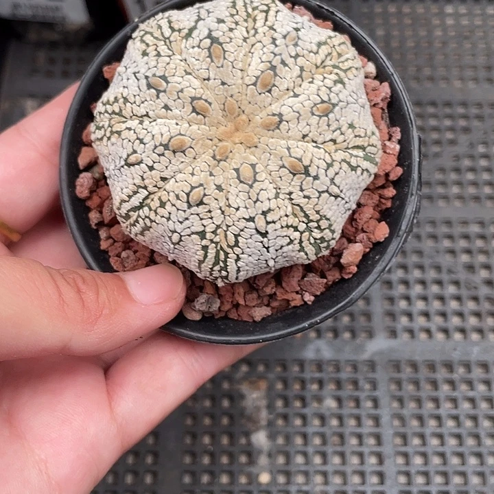 194浓白超兜仙人球植物