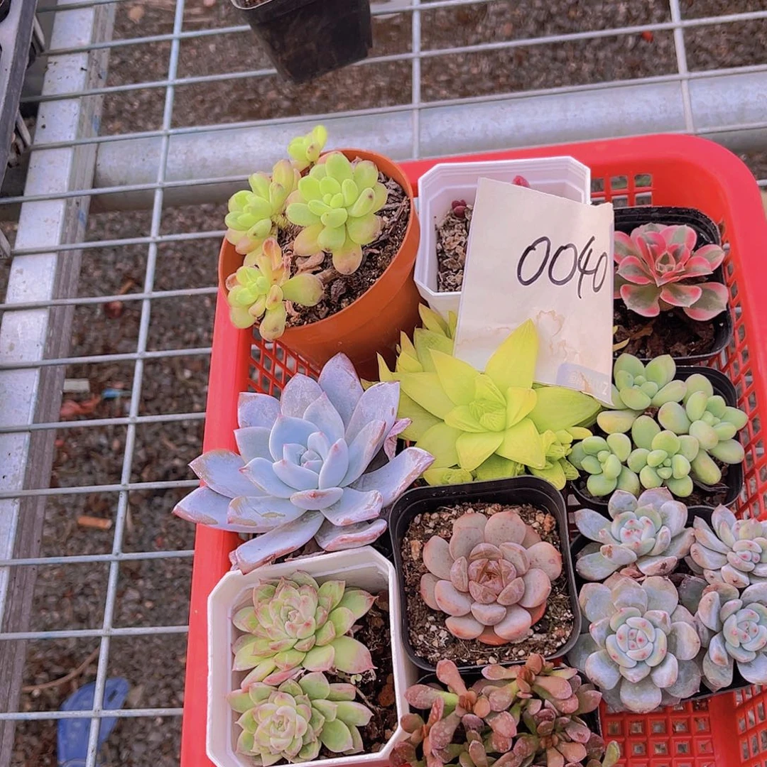 一物一拍0040福利套餐