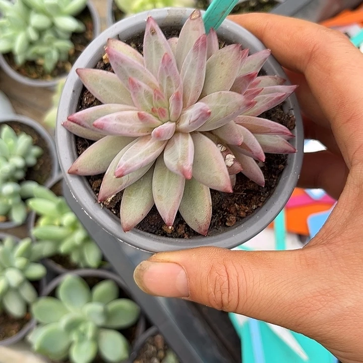 多肉植物虞美人群356