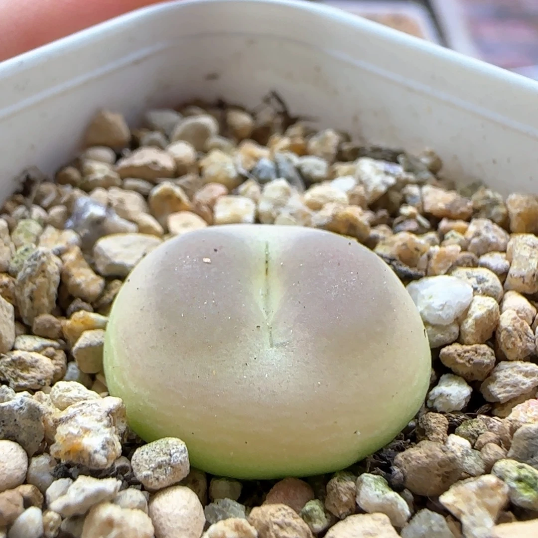 6168大白多肉植物园