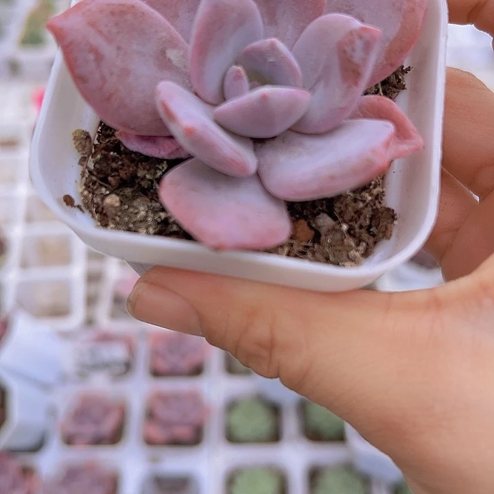 红茶19包邮多肉植物
