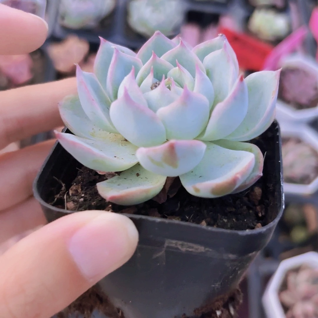 精品忘情水多肉植物