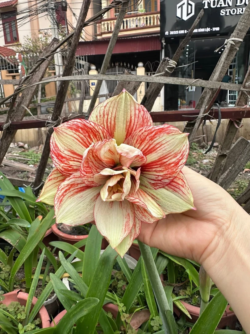 S孤挺花园 黄英 41 裸球