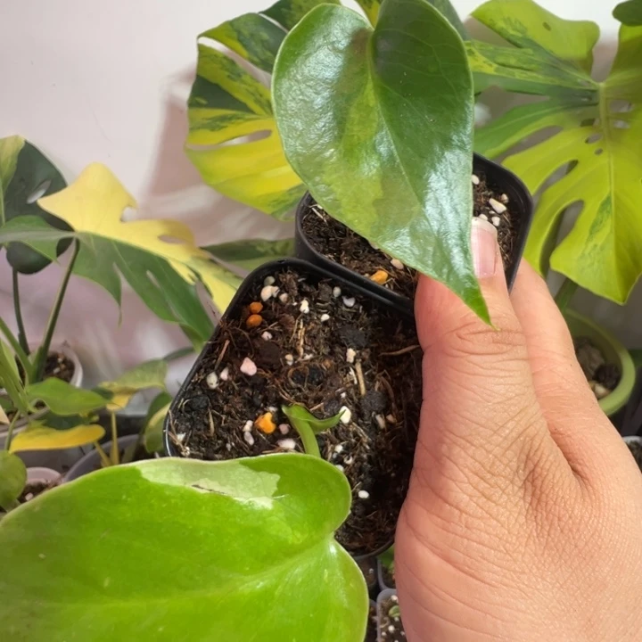 H****完全开放龟背竹种苗