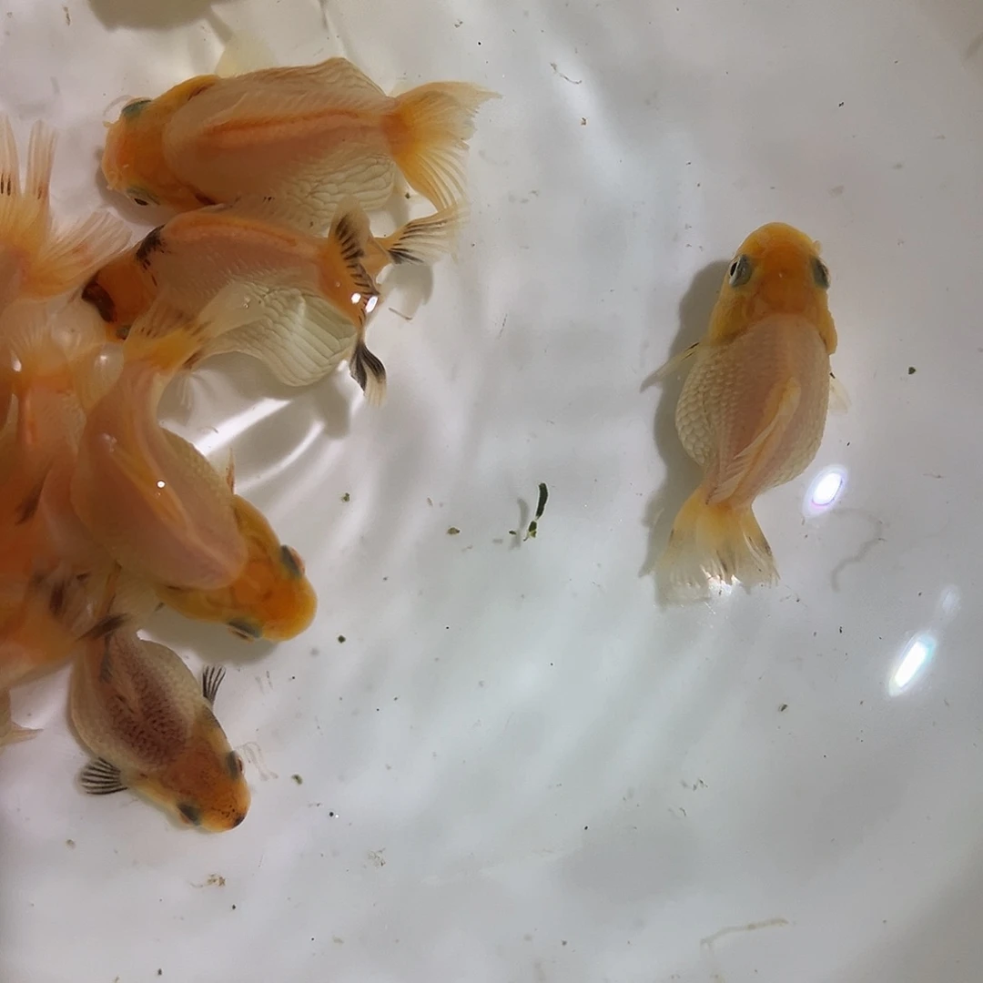 海水Sen10条玉兔玛丽鱼苗