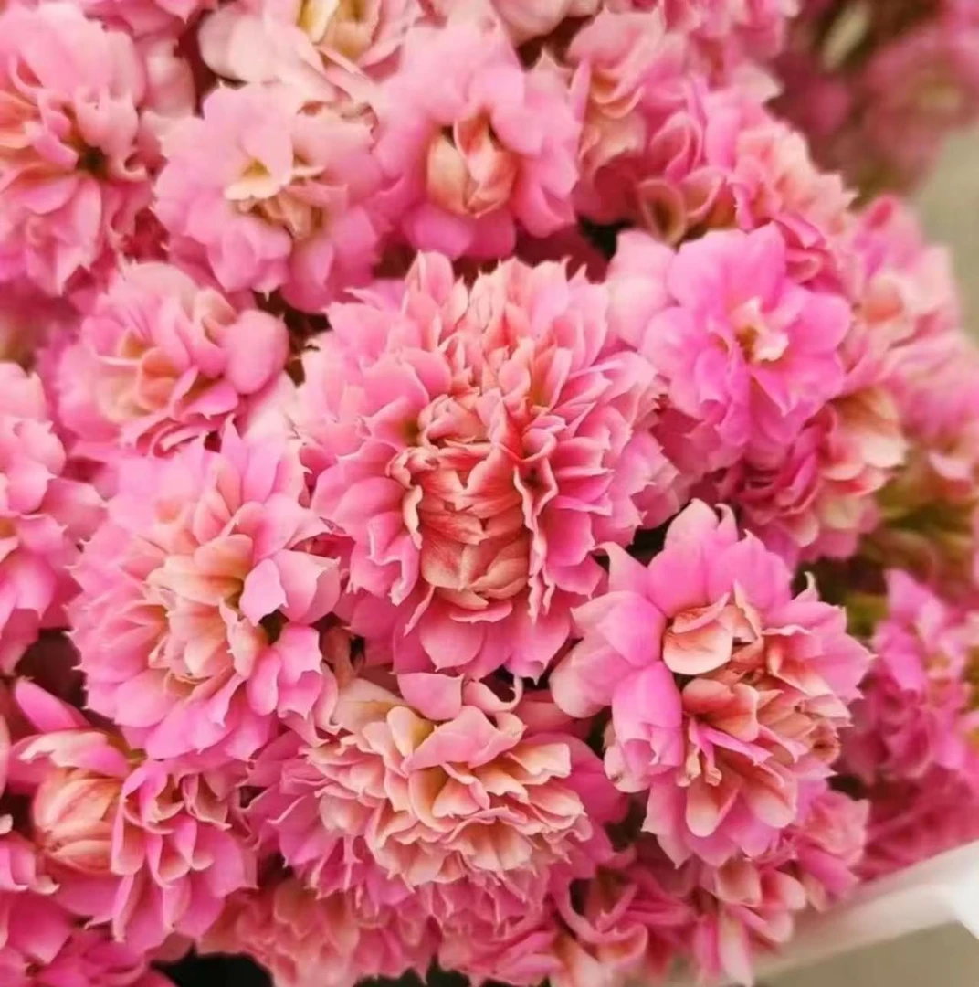 《长寿花福利套餐》重瓣长寿花