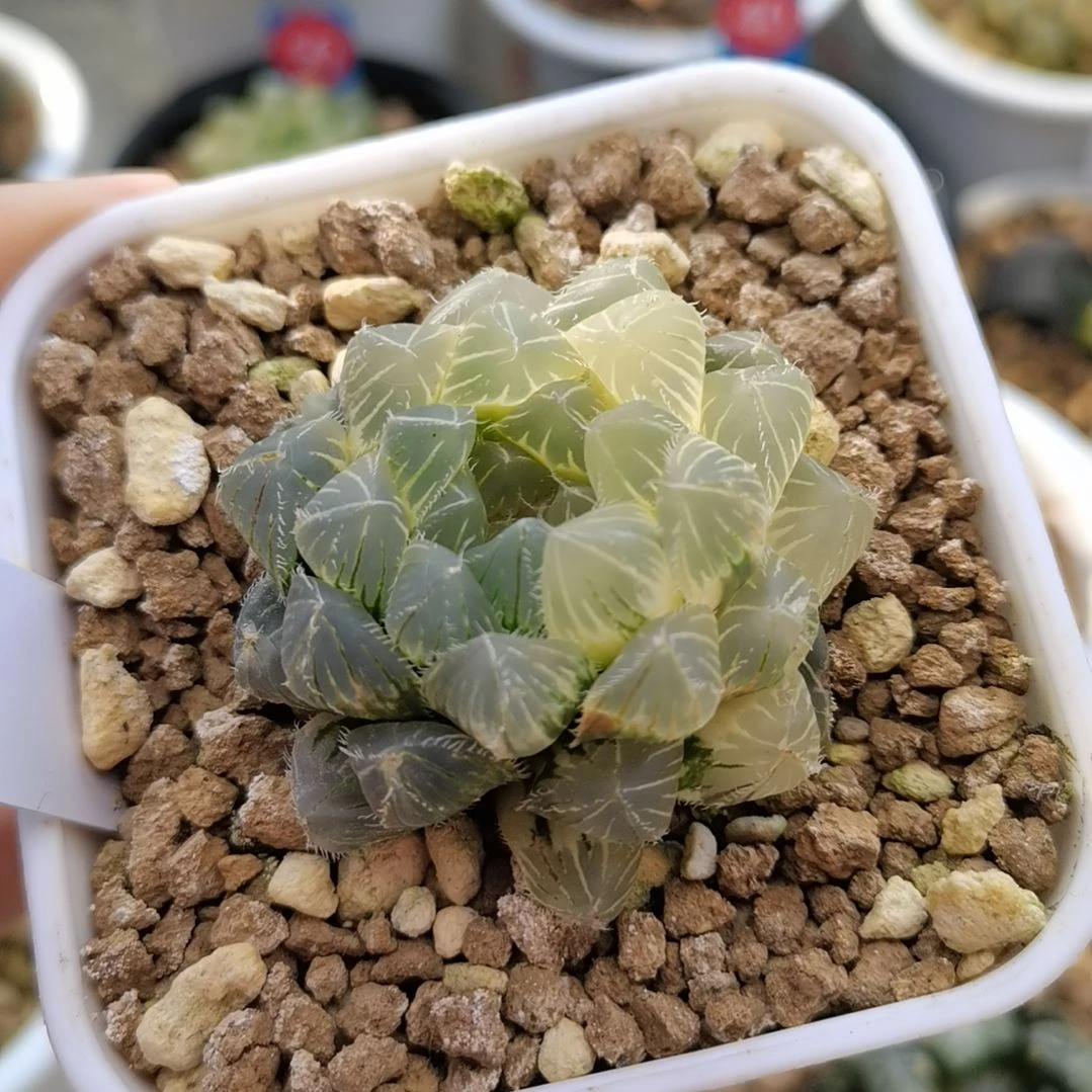 170号糊斑白赤线玉露锦一物一拍带盆土发货