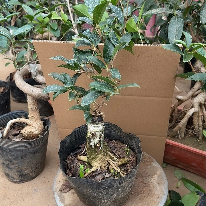 无花朵桂花开始开花了
