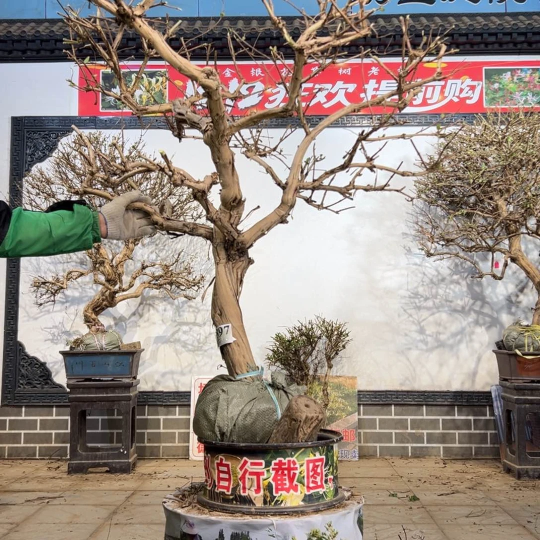 无花朵金银花5588888888588