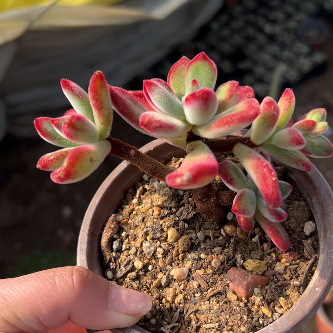 多肉植物多肉植物