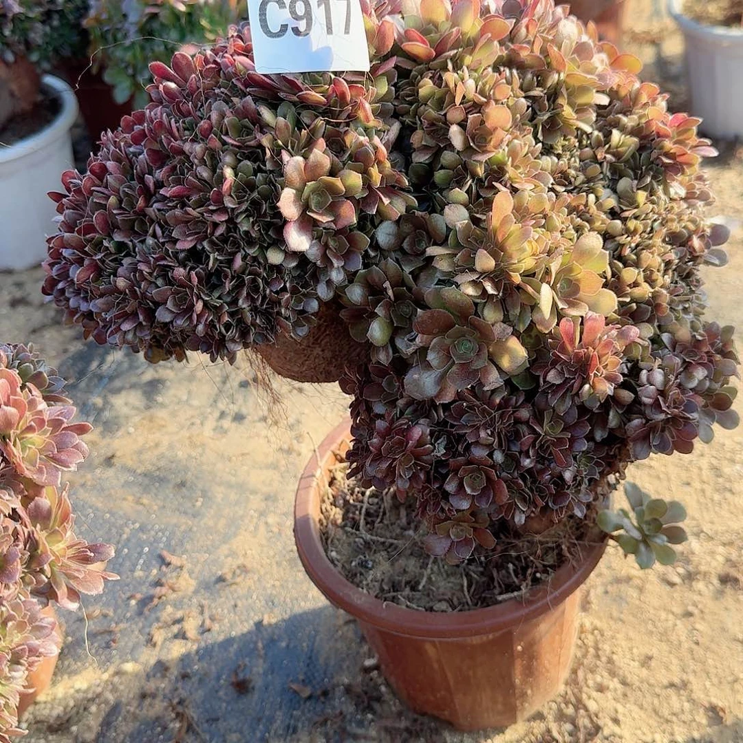 917玫瑰朵朵微瑕一颗