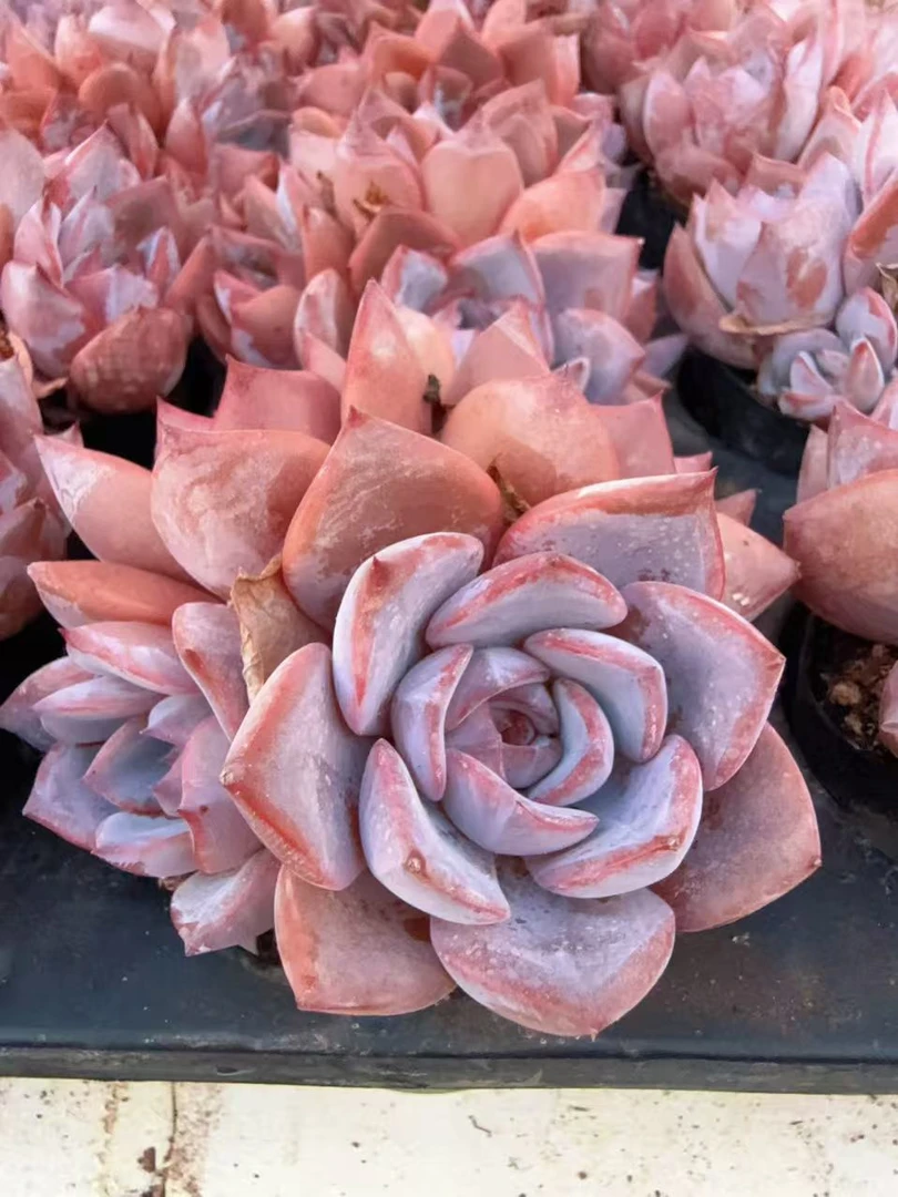 70#3-4头紫外线群（6-9cm）脱土