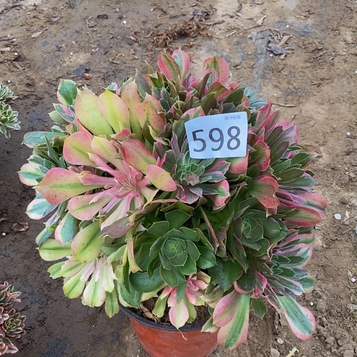 598光辉七彩duorou0000