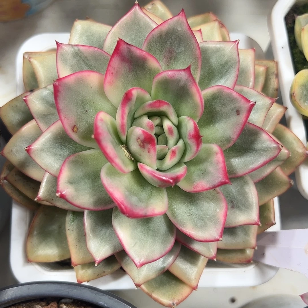 蔚蓝乌木锦多肉植物