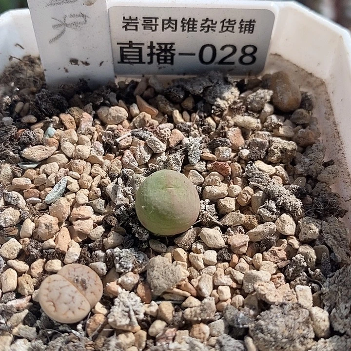 AP种源P嘴杂毛一颗
