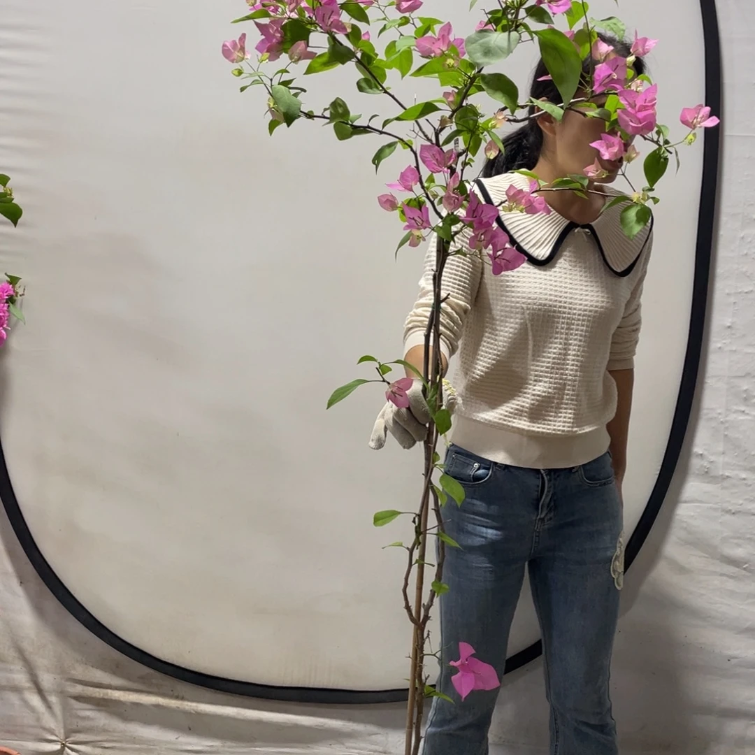 大部分花苞少量开放三角梅