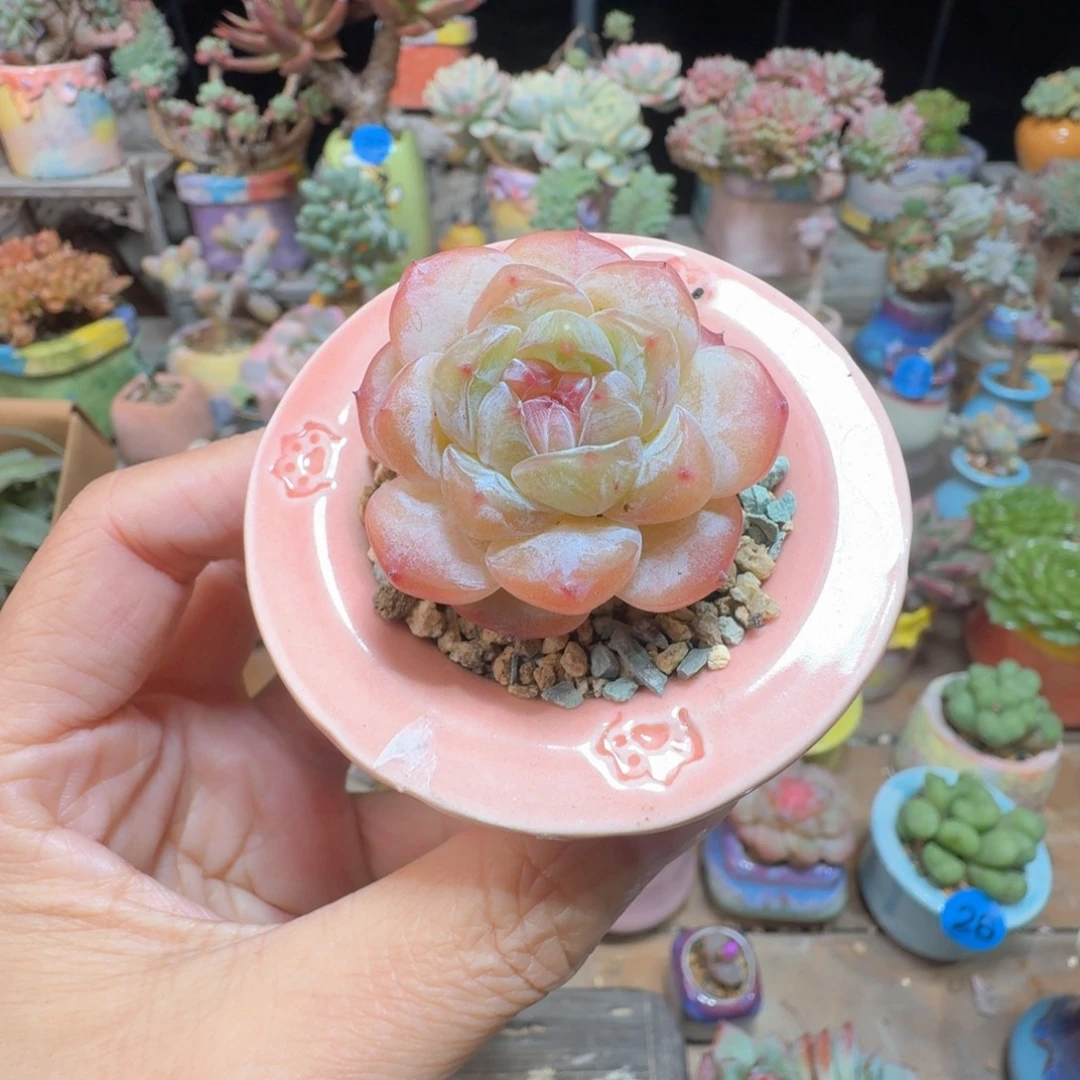 贵妃珍妮多肉含盆土 一物一拍