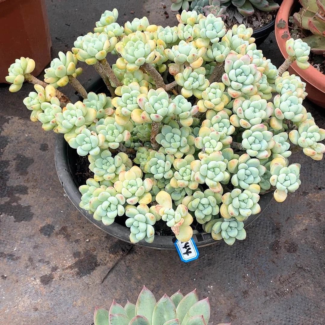 144劳尔一物一拍多肉