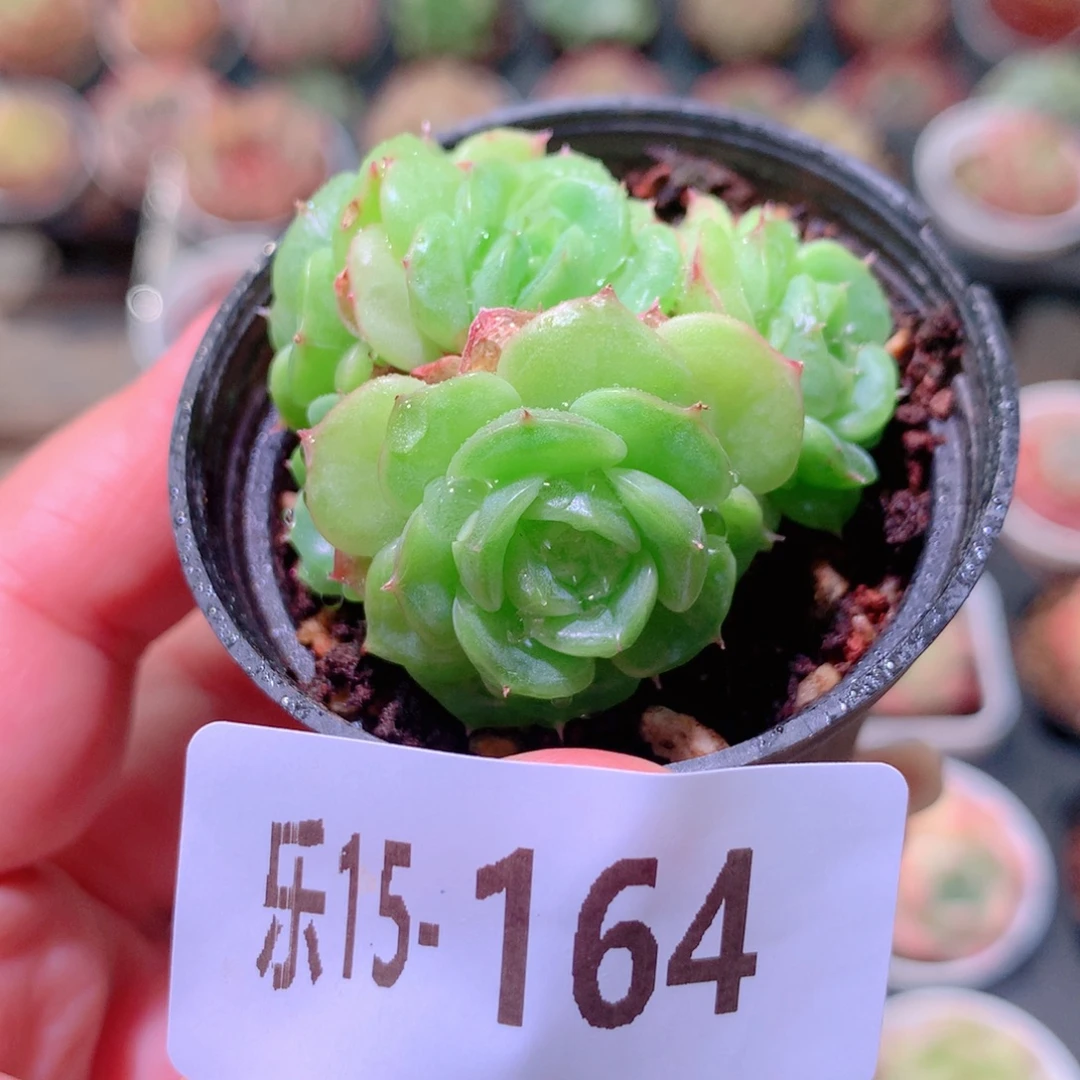 乐然15-164 新品群