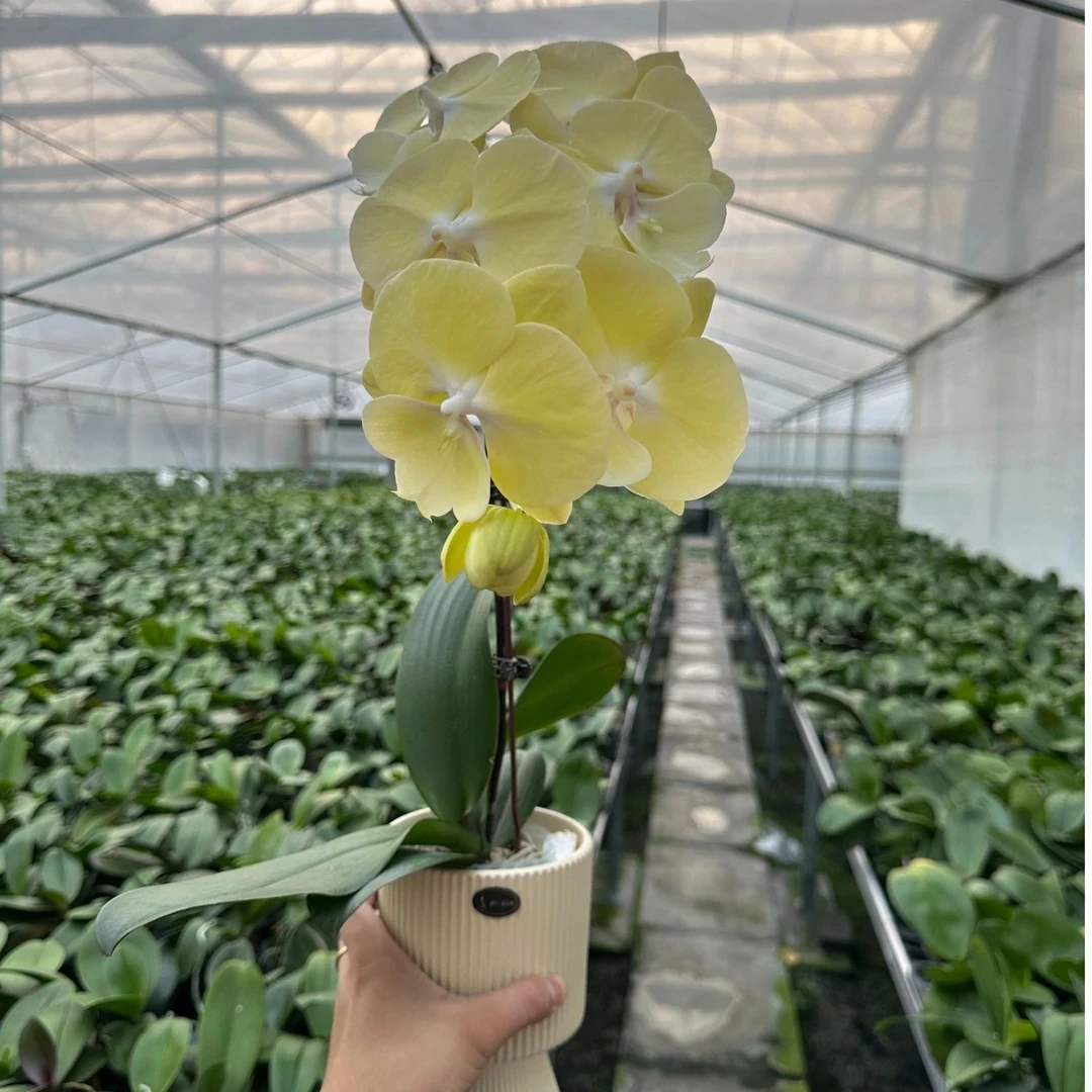 诗坊蝴蝶兰【星月】大舌头花型奶油黄大花型带花带苞发货兰花盆栽