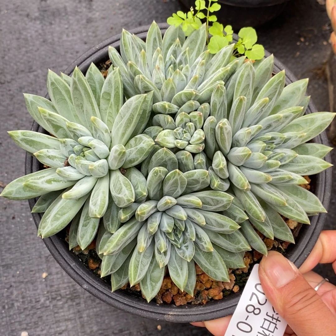 勿秒拍秒退 9028-19青花瓷