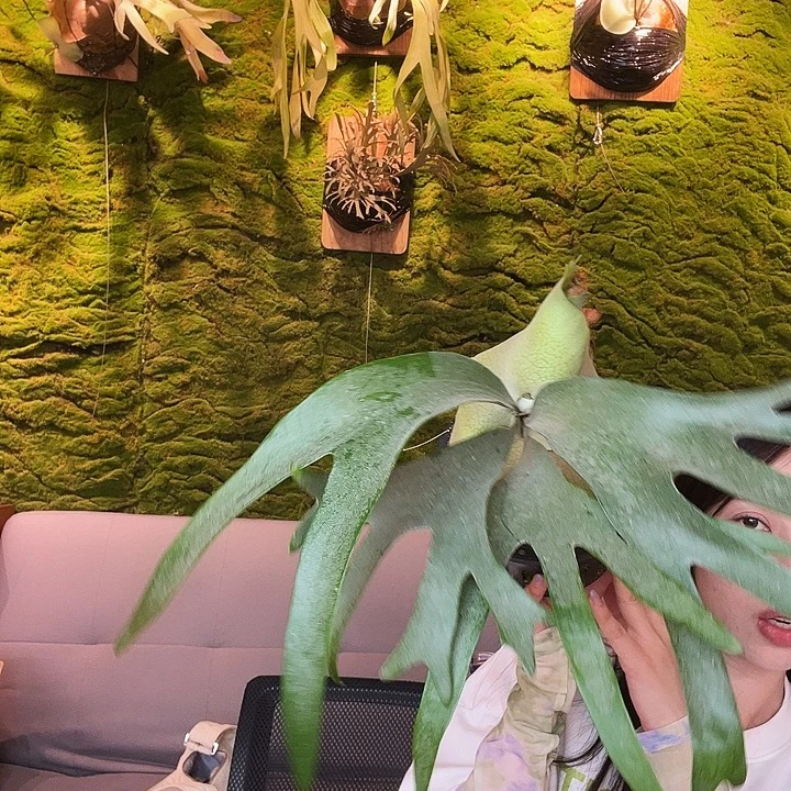 完全开放飞马鹿角蕨