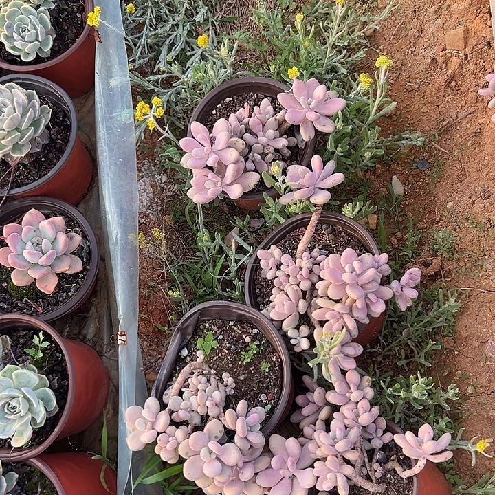 6****a多肉植物实物32