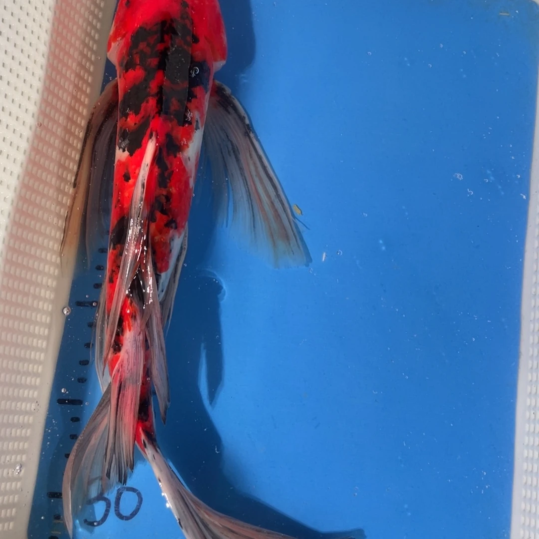 锦鲤锦鲤包邮包售后