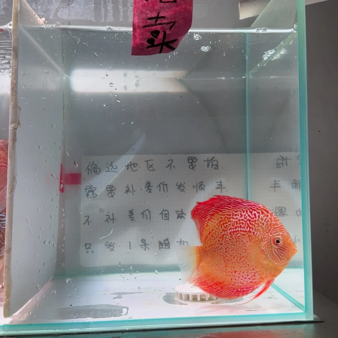 七彩神仙鱼肉身8偏远地区不拍