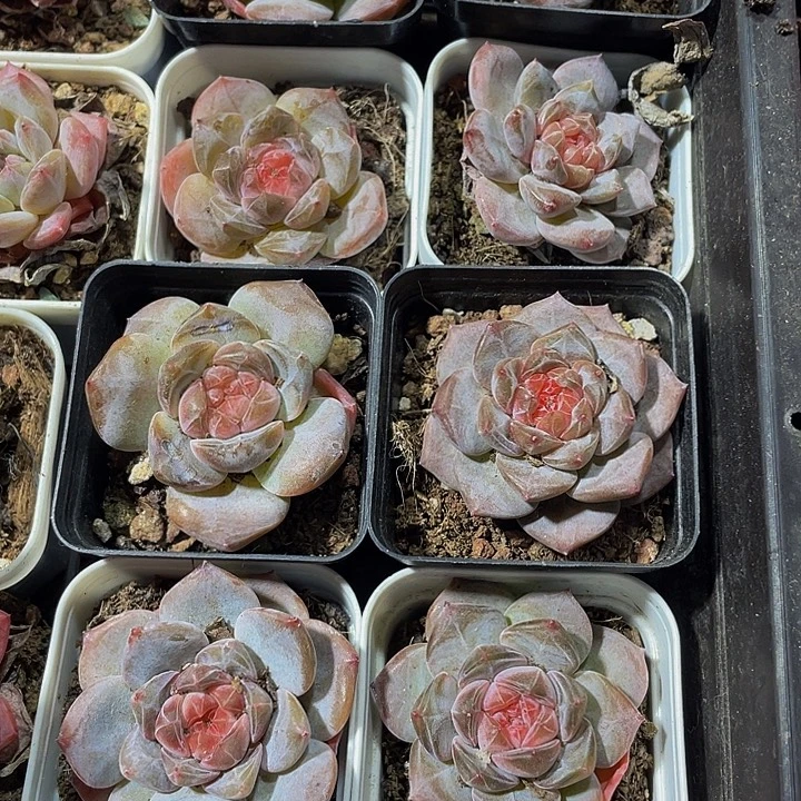 5.5方后叶琥珀带盆土发