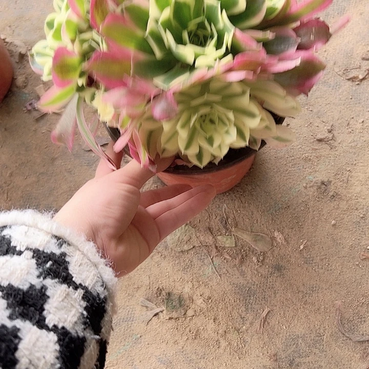 多肉法师植物链接1